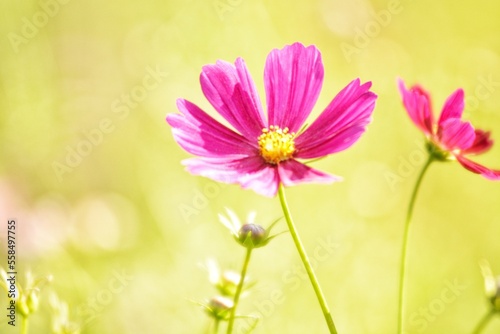 pink cosmos flowers