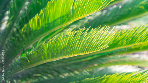 Green leaves close up view. Carbon neutral future. Green background.