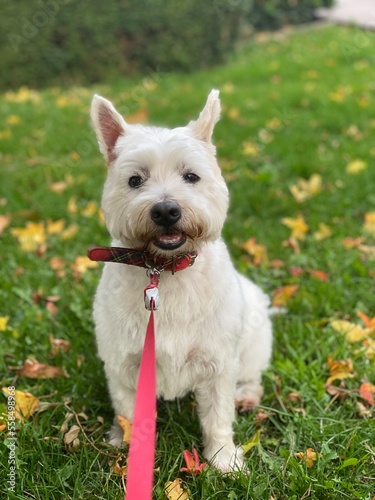 jack russell terrier