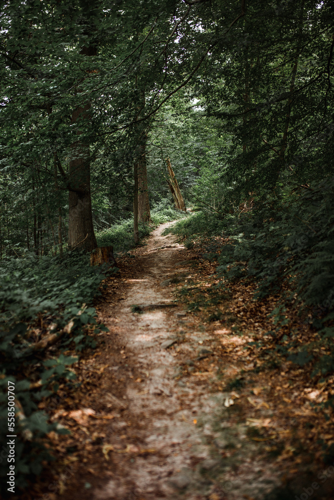 Wanderweg im Wald zum spazieren