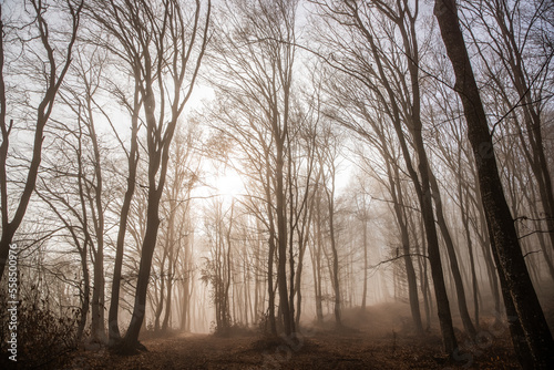 foggy forest in late autumn