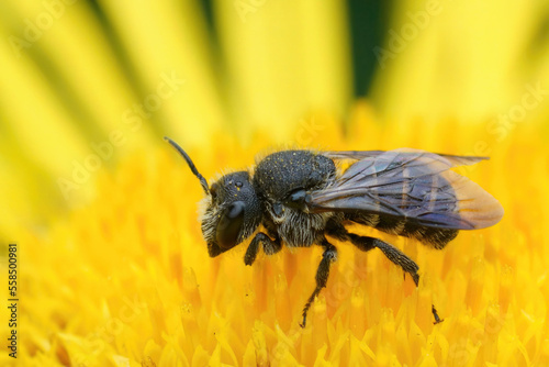 Closeup on a dark kleptoparasite cuckoo bee, Stelis breviuscula sitting on a yellow Inula flower photo