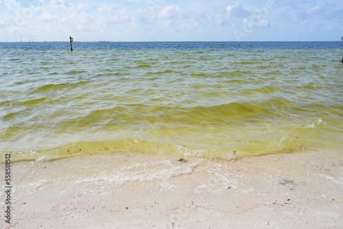 Winter landscape a beach of Tampa Bay in Florida.