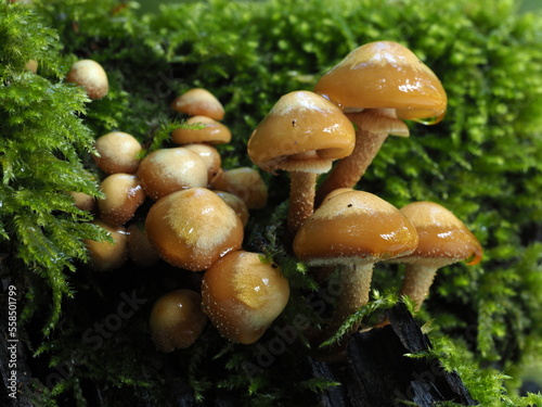 Kuehneromyces mutabilis sheathed woodtuft