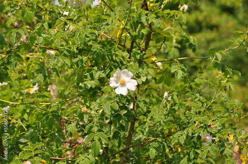 Wild white rosa canina blooming in the forest