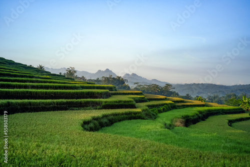 rice terraces