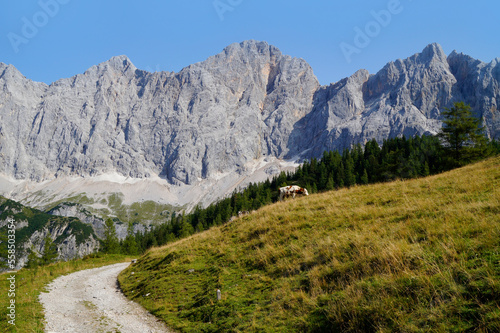 cow grazing in the alpine valley by the foot of Dachtein mountain in the Austrian Alps of the Schladming-Dachstein region on a summer day (Steiermark or Styria, Schladming, Austria)