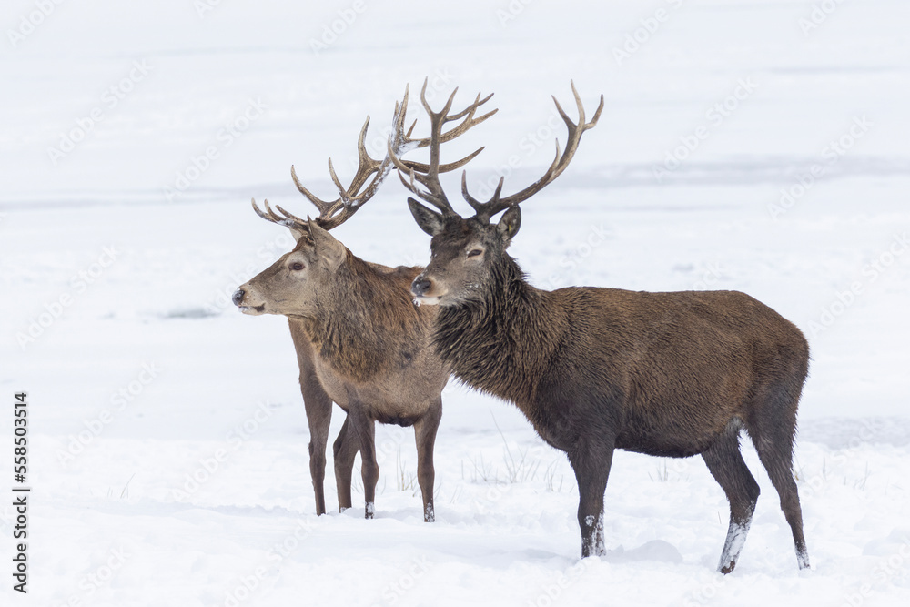 two males red deer fighting in winter two males red deer fighting in winter