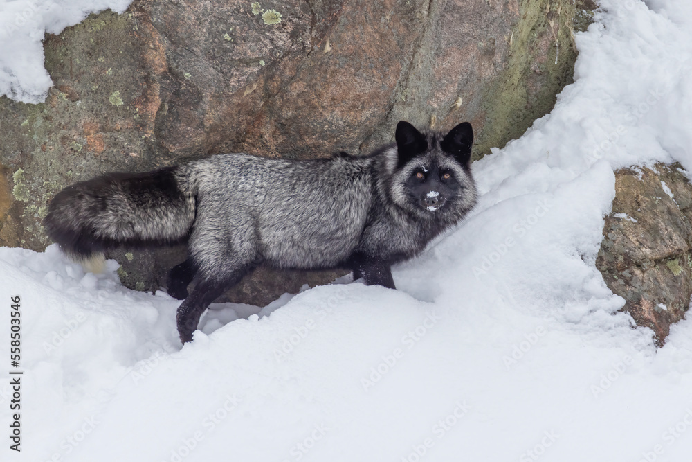 silver fox, melanistic form of the red fox (Vulpes vulpes) in winter silver fox, melanistic form of the red fox (Vulpes vulpes) in winter