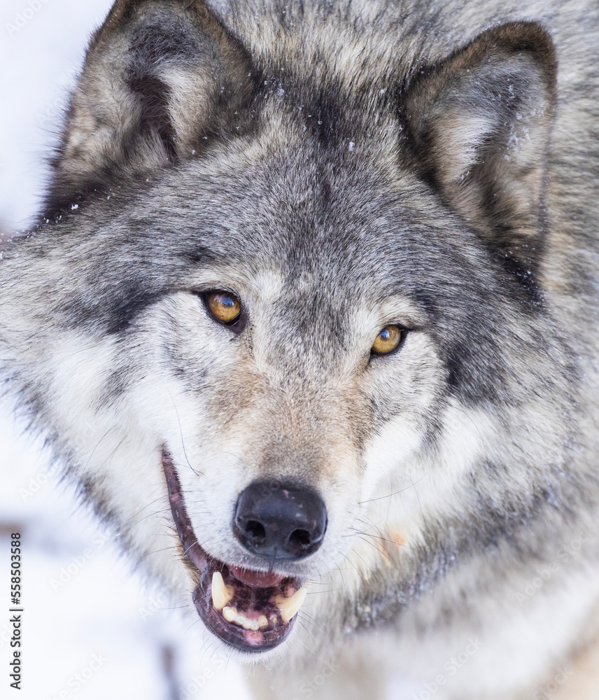 timber wolf portrait in winter