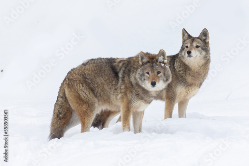 coyotes pair in Canadian winter © Mircea Costina