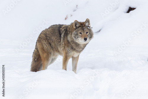 coyote (Canis latrans) in winter © Mircea Costina