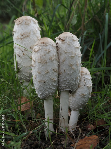 Coprinus comatus in grass