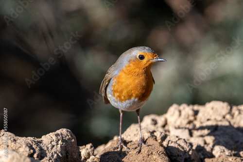 Close-up shot of European Robin (Erithacus rubecula)