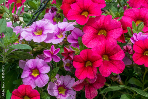 Red And Pink Petunias Growing In The Garden In Spring