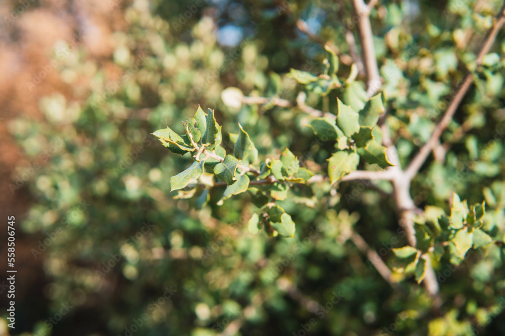 holm oak leaves in january holm oak leaves in january