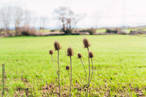 field growing crop in january photo