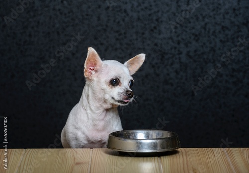 A small white Chihuahua dog sits at a wooden table made of light textured wood and next to it is an iron empty bowl for food. Chihuahua looks away with his tongue out.