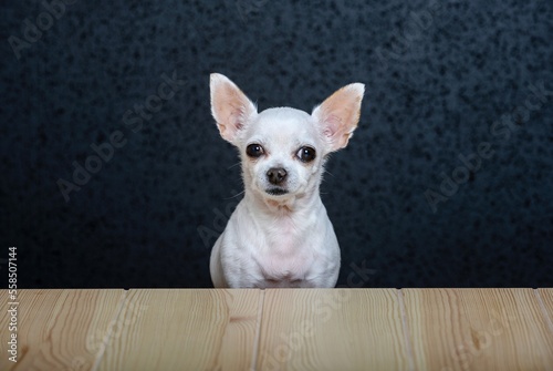 A small white dog Chihuahua sits at an empty wooden table made of light textured wood and looks straight ahead. Dark background, studio. © Sergei