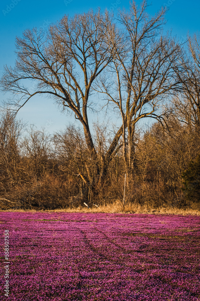 Field with blooming wildflowers henbit early in spring; large tree in background Field with blooming wildflowers henbit early in spring; large tree in background