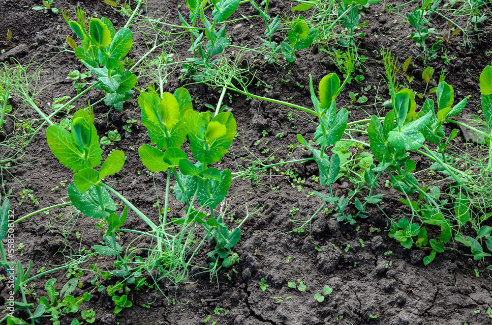 Close view of fresh young green pea plants in ground on field Close view of fresh young green pea plants in ground on field