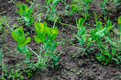 Close view of fresh young green pea plants in ground on field