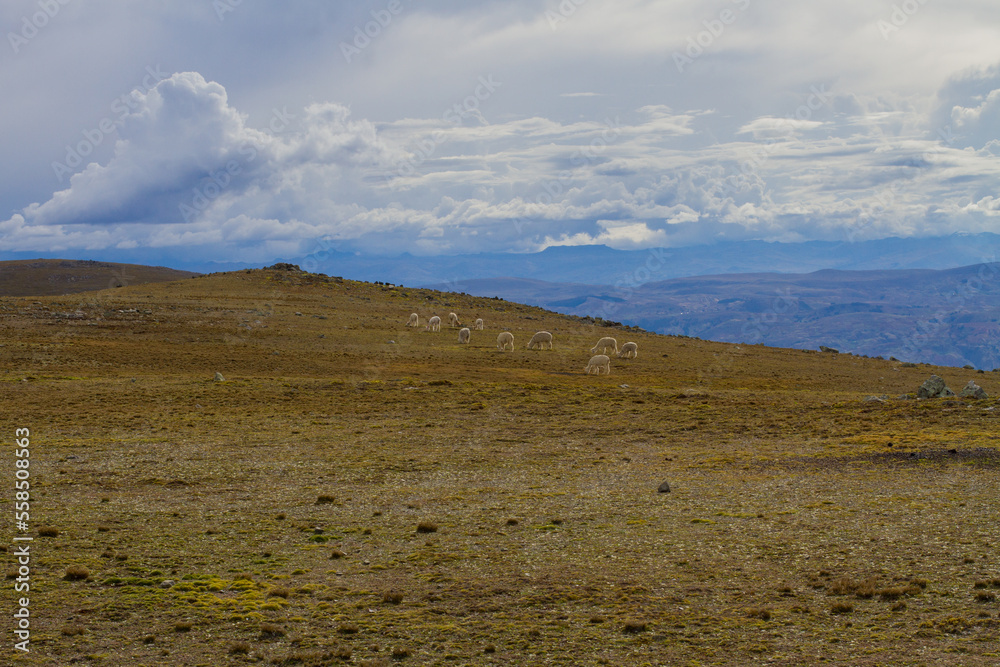 Landscape of the Peruvian Andes with Alpacas, mountains and sky. Concept of nature, animals, and landscapes of South America.