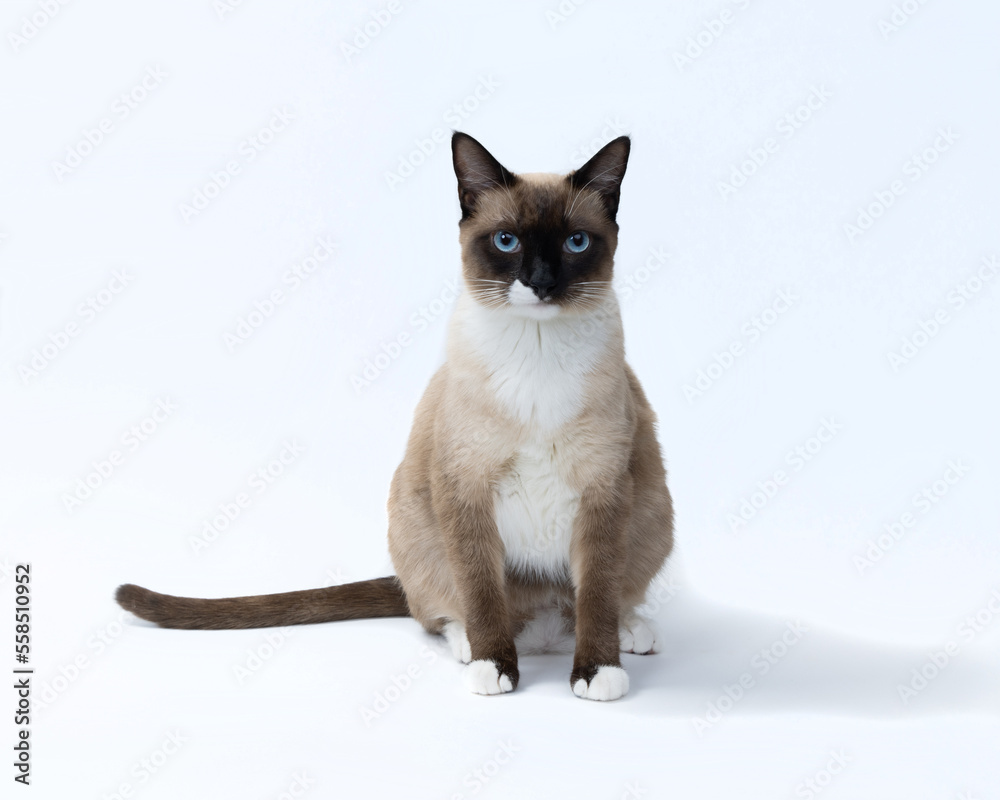 Siamese Snowshoe Kitten cat 