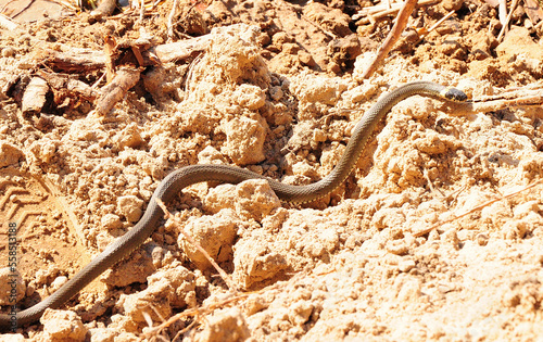 A small young snake crawls across a sandy mound on a sunny summer day. photo