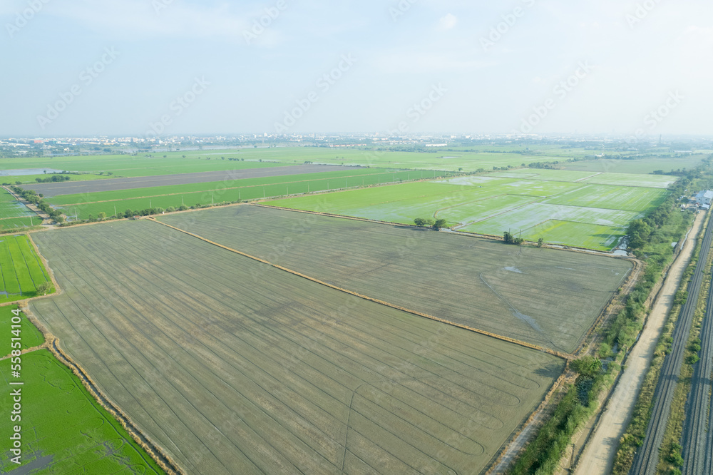 aerial view from flying drone of Field rice with landscape green pattern nature background, top view field rice