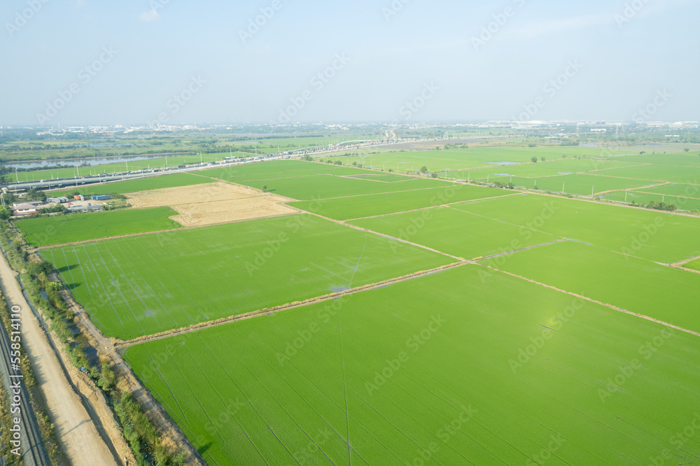 aerial view from flying drone of Field rice with landscape green pattern nature background, top view field rice