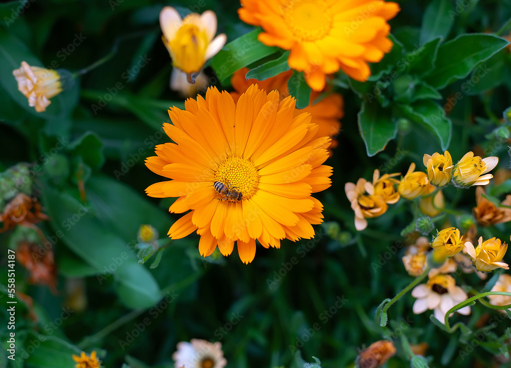 A bee sits on a bright orange marigold flower, focus on the bee, two flowers, close up A bee sits on a bright orange marigold flower, focus on the bee, two flowers, close up