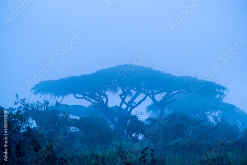 Acacia tree in the fog, Ngorongoro Conservation Area, Arusha, Tanzania (blue filter). photo