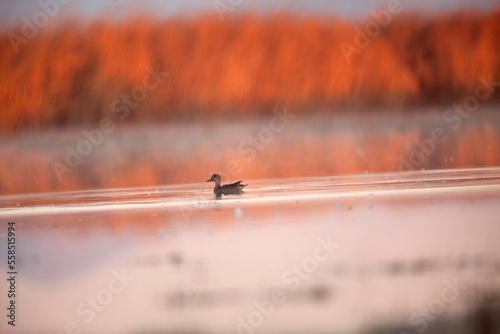 A Blue-winged Teal (Anas discors) swims in shallow marsh waters in northern California's Tule Lake National Wildlife Refuge. photo