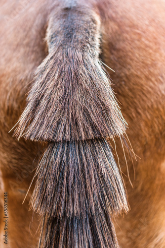 Horse tail.