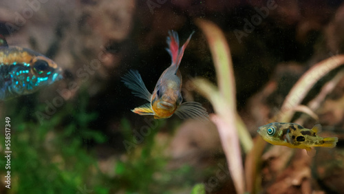 Female dwarf cichlid (Apistogramma agasizzii) "Double red" front view, flanked by male Apistogramma and pea puffer (Carinotetraodon travancoricus) in planted aquarium