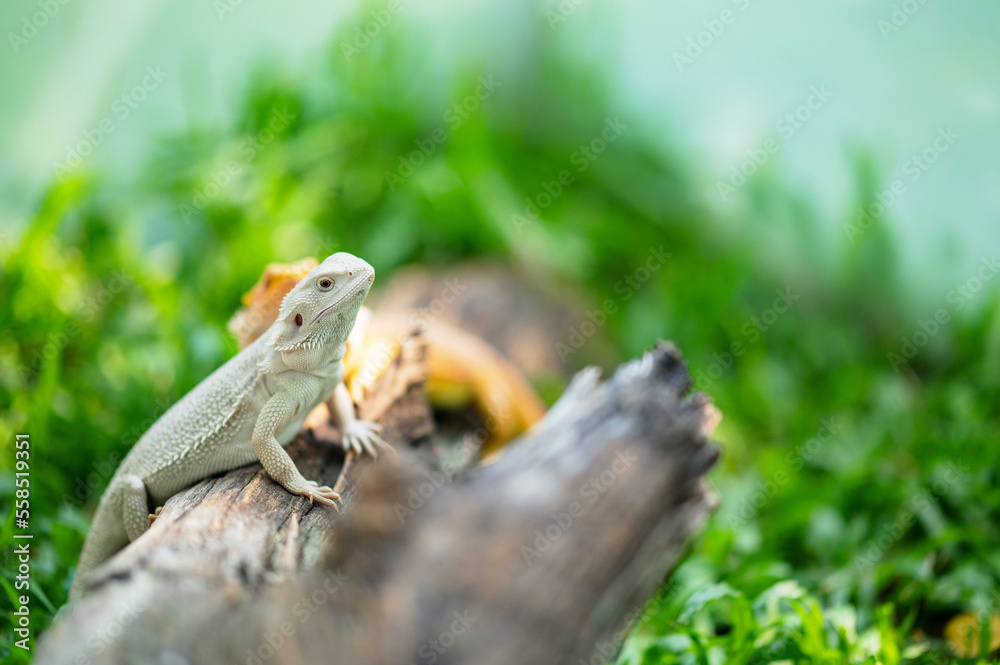 Fototapeta premium bearded dragon on ground with blur background