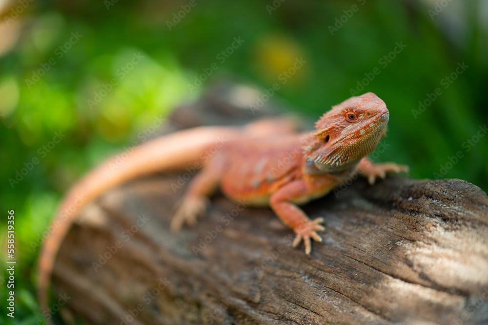 Naklejka premium bearded dragon on ground with blur background