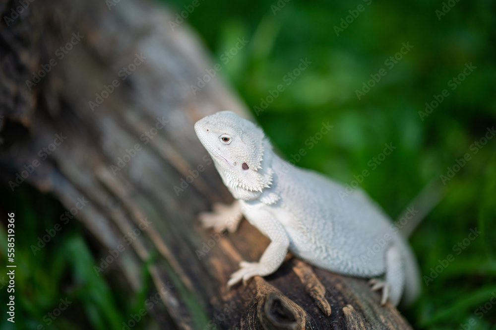 Obraz premium bearded dragon on ground with blur background