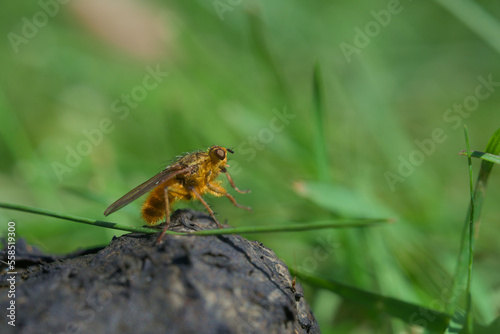 Yellow golden dung fly, Scathophaga stercoraria, resting on sheep dung © Rhys