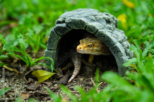 Fotografi Common leopard gecko on the ground