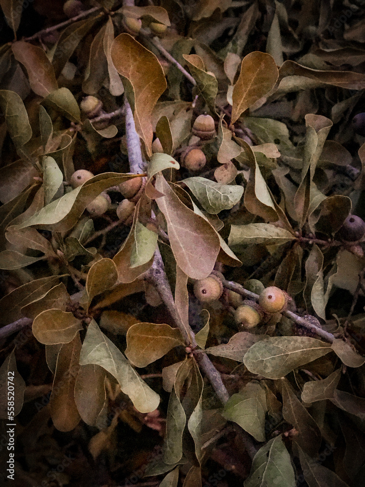 Velvet oak leaves and acorns in the fall Velvet oak leaves and acorns in the fall