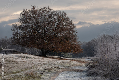 Wallpaper Mural Winter forest with frost on the trees and the ground and fog in the air Torontodigital.ca
