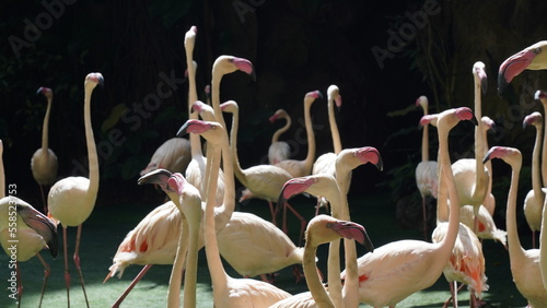 Le flamant rose (Phoenicopterus roseus) est une espèce d'oiseau aquatique appartenant à la famille des flamants. Il est connu pour son plumage rose vif, qui est particulièrement éclatant chez les adul photo