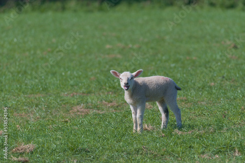 Baby lamb looks directly at the camera and bleats loudly, mouth open