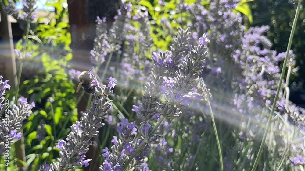 abejorro recolectando pólen en las flores de lavanda, día soleado