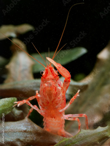 Dwarf Mexican orange crayfish (Cambarellus patzcuarensis), 