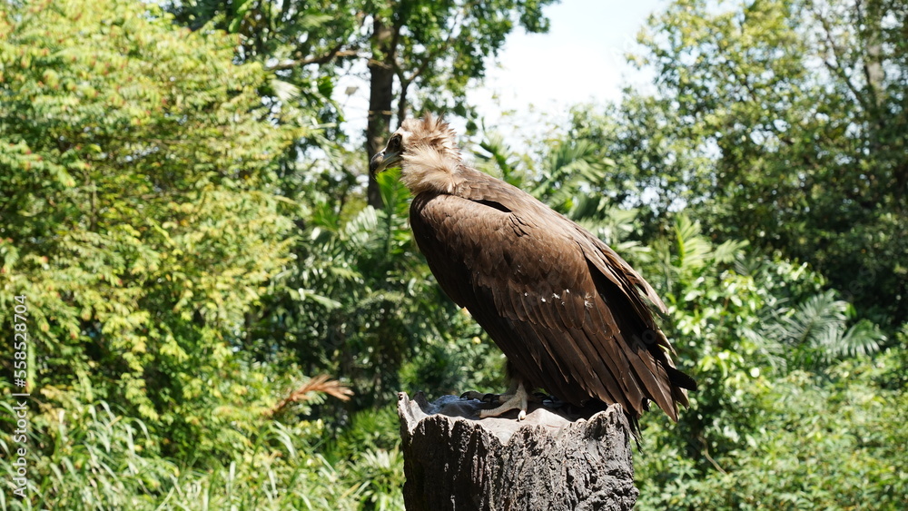 Fototapeta premium Aegypius monachus, commonly known as the Cinereous Vulture or Monk Vulture, is one of the largest birds of prey in the world and belongs to the Accipitridae family. |黑兀鷲