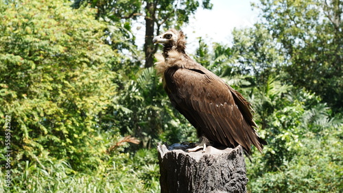 european black vulture|Aegypius monachus|黑兀鷲