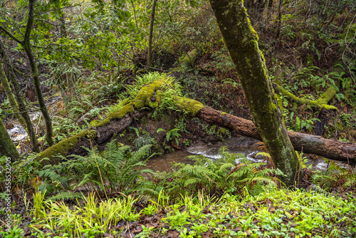 Forest with stream and fallen trees with moss  Point Reyes national seashore.  